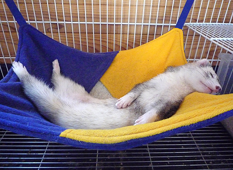 あまりに快適なので…