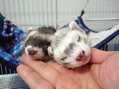 なんか、めんどうなので…