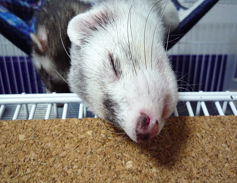 寝たふり、寝たふり…