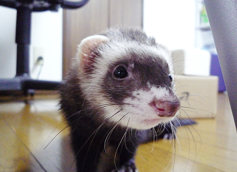 ねえ、知らない？