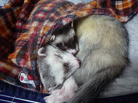 スヤスヤ、グーグー