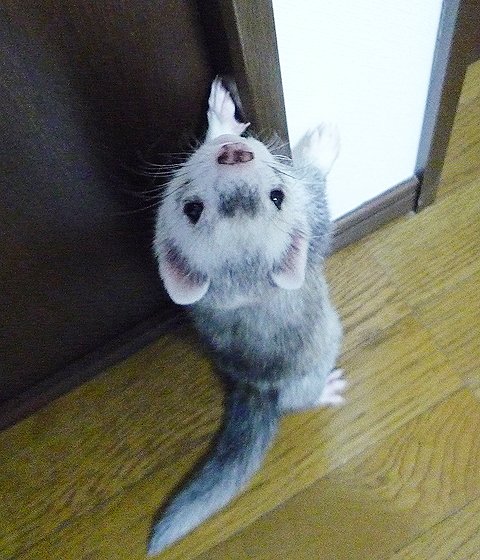 買い置きは必要だよぅ。