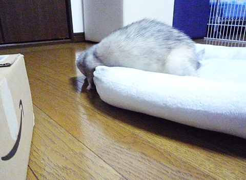 ここでもないし…