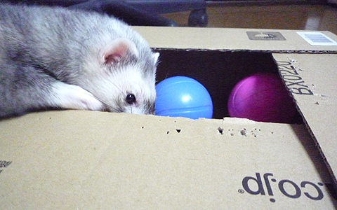 ボールの陰が怪しい