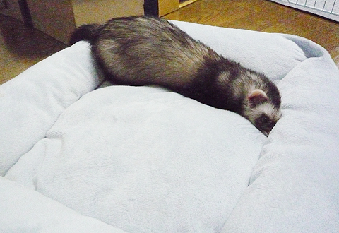 ワタシのクッション…