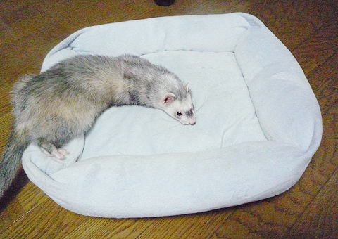 あ?このフカフカったら