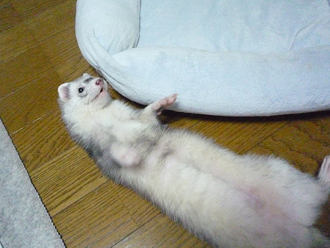 道理で背中が痛いはずだ