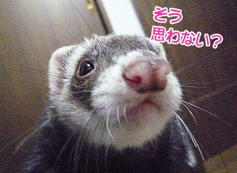 メラメラメラメラ！！