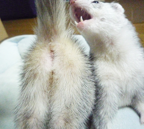 ああっ、尻尾引っ張らないで