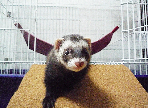 実はただのハンモックだったりして^_^;