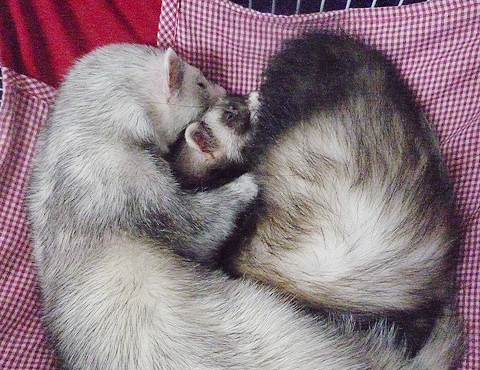 ハル、いい子、いい子