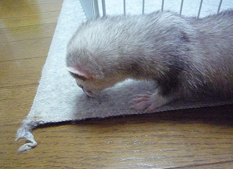 べ、別に動揺なんかしてないし