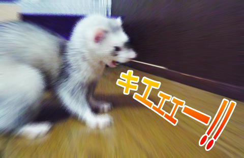 キエェ?！！