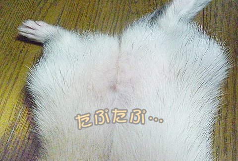 タプタプタプ…