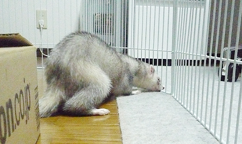 う?、行きたい。