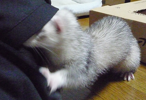 クンクン、おっここいいかも