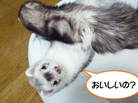 日食って美味しいのかなぁ