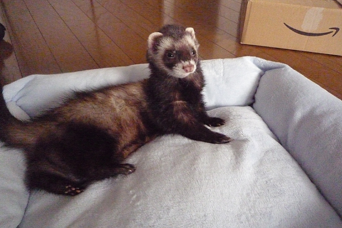 くつろぐんですのよ