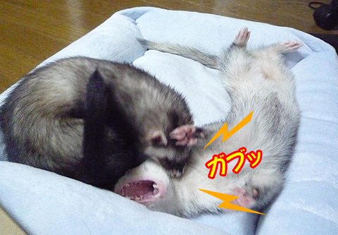 ギャー、殺される?