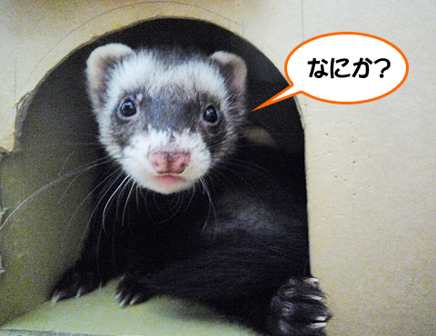 ハルですが、なにか？