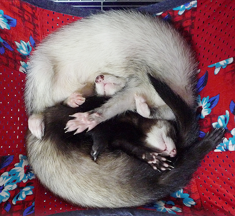 なんか縺れてます