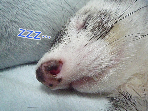 ZZZZzzzzz…
