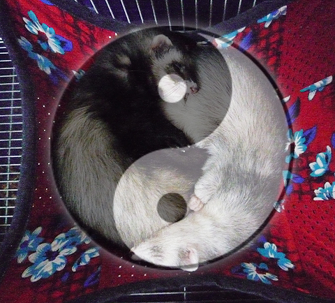 太極マーク、ドーン！！