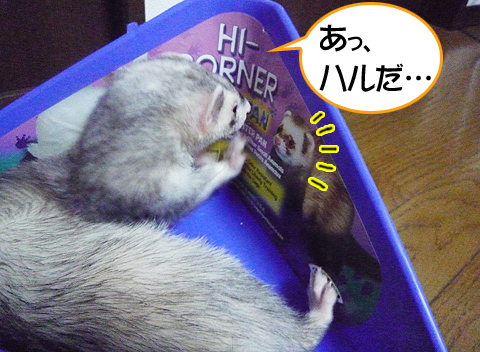 ハルに似てるなぁ