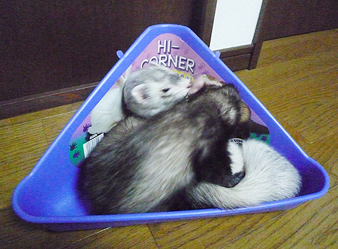 こらハル！今日の出番はないはずだろ！