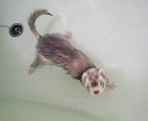 そんなに泳ぎたい気分じゃないよ！