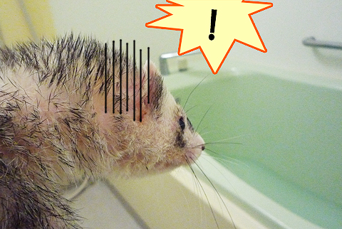 ゲッ、もしや…