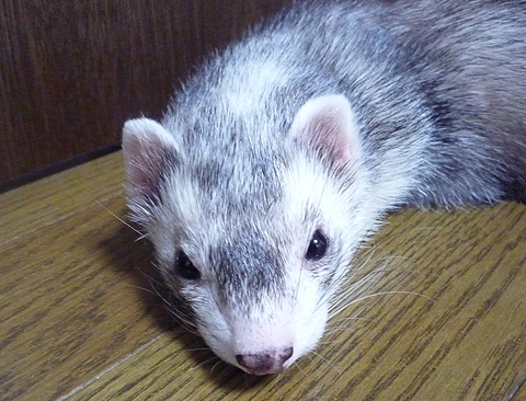 冬が来るにのはあっという間なんだから