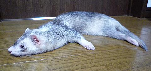 鼬襟巻はいかが？