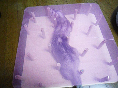 よーくみえるでしょ