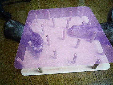 二人で仲良く這いずり?