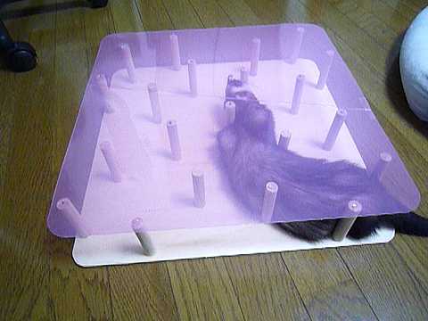 ワタシも入りますよ