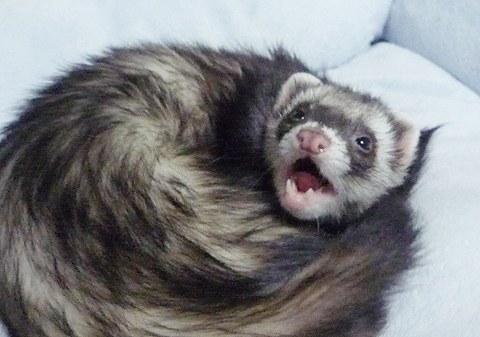 ちょっとブサイク