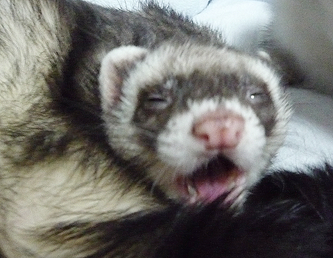 すご?いブサイク