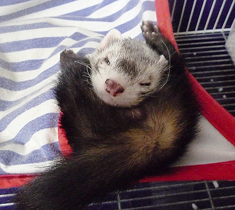 しかも肛門丸見えだし