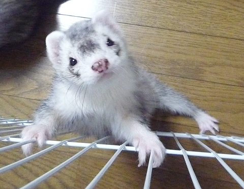 グゲッ、グゲッ、グゲッ!!!