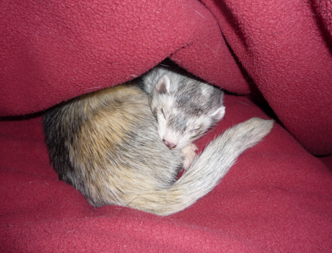 フリースの中でした