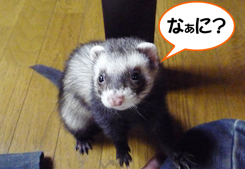 へっ？呼んだ？