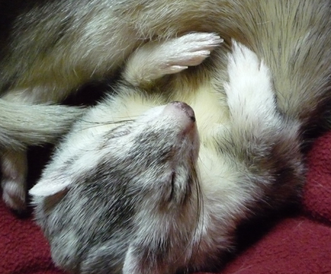 かわいさアピール