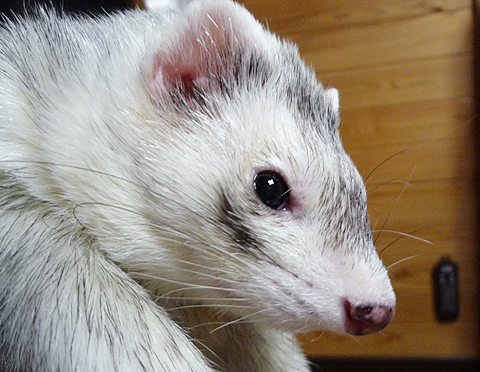 どうも、ボクです。