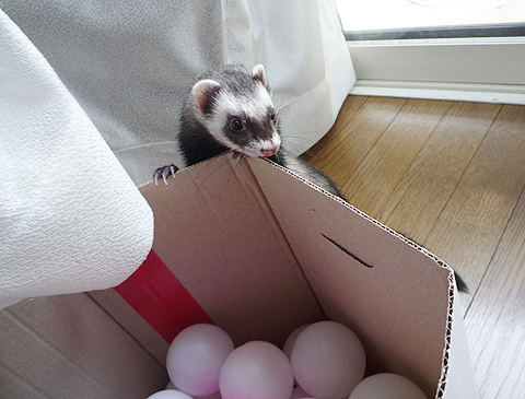 あれ?、どこにいった？