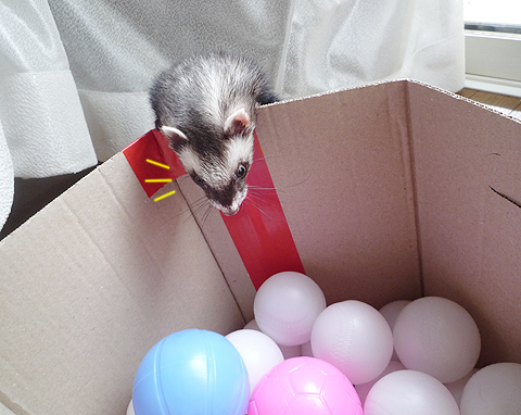 見つけた、かも…