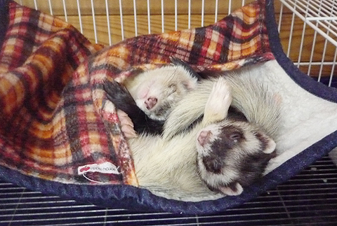 二人でスヤスヤ