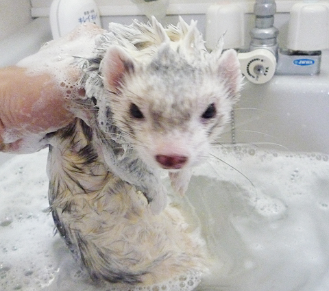 シャンプーまみれ