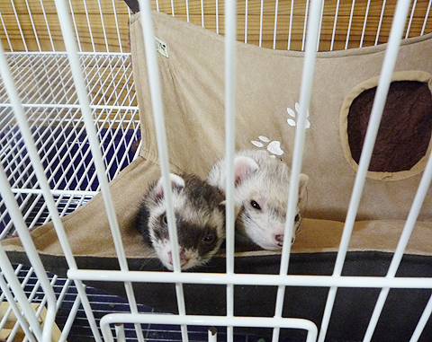 ハル、狭いって