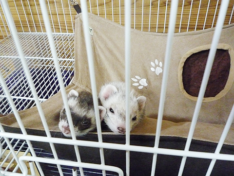 お兄ちゃん、窮屈だよぅ